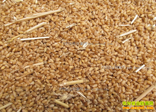 2017年小麦价格行情